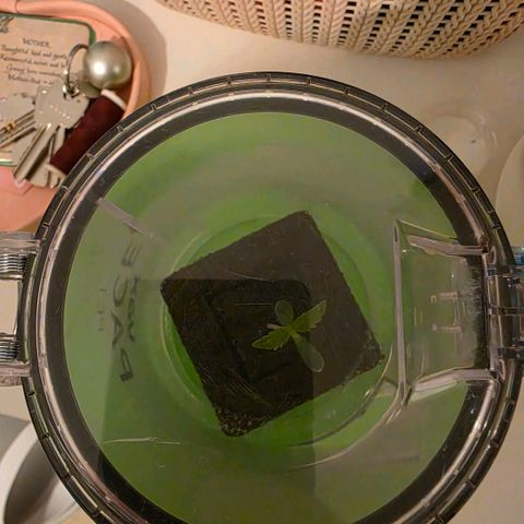 Planet of the Grapes RBX growlog photo: The empty 2l bottle half was not ideal and money is too tight to buy a heated propagator when it won't be in there long but I saw the hoover cannister on my old hoover looked perfect and it's alot better 😄

Seedling is looking good very healthy just waiting on roots before the transplant. 
