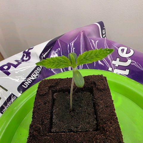 Planet of the Grapes RBX growlog photo: Looking healthy, no roots showing through yet. 