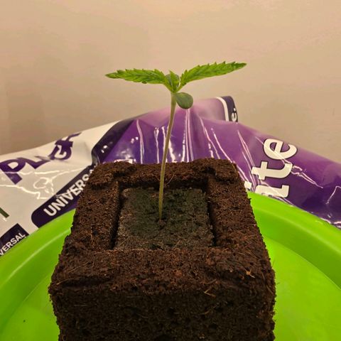 Planet of the Grapes RBX growlog photo: Looking healthy, no roots showing through yet. 