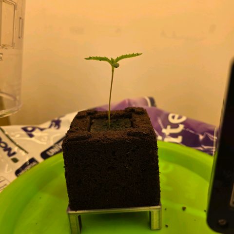 Planet of the Grapes RBX growlog photo: Looking healthy, no roots showing through yet. 