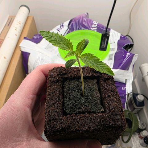 Planet of the Grapes RBX growlog photo: 3 little root tips have emerged from the bottom! Gonna give it a couple of days to harden off and allow some time to air prune and grow side roots before the transplant Wednesday. 