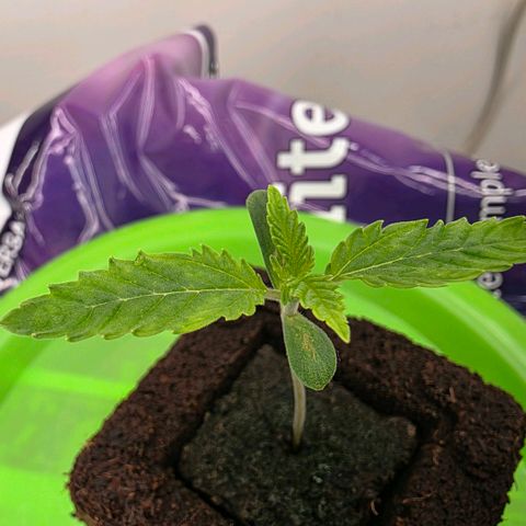 Planet of the Grapes RBX growlog photo: 3 little root tips have emerged from the bottom! Gonna give it a couple of days to harden off and allow some time to air prune and grow side roots before the transplant Wednesday. 