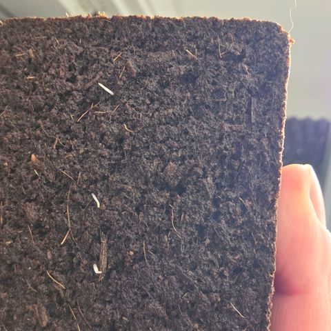 Planet of the Grapes RBX growlog photo: 3 little root tips have emerged from the bottom! Gonna give it a couple of days to harden off and allow some time to air prune and grow side roots before the transplant Wednesday. 