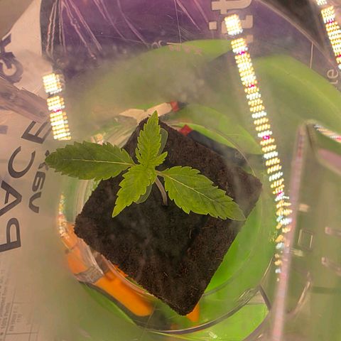 Planet of the Grapes RBX growlog photo: Grow faster dammit! Biosys is coming tomorrow, I'm gonna take off the dome soon to harden off completely in preparation for the transplant shock tomorrow. 