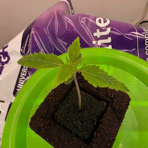 Planet of the Grapes RBX growlog timeline photo