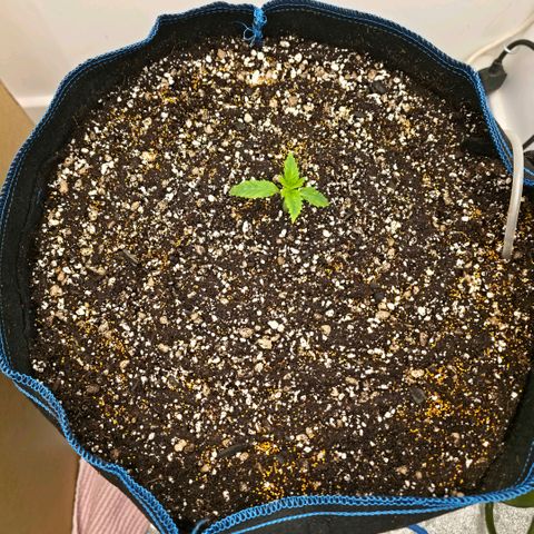 Planet of the Grapes RBX growlog photo: Block transplanted into the 50l fabric pot slightly deeper to bury half of the overburdened stem.

Watered with 2l room temp water with biosys 2 grams, pro roots 0.4ml, fulvic 4ml,neutralise 0.2ml and 10 million nematodes to eat those bastard gnat babies!

Evenly sprinkled 2 teaspoons of white clover seeds and 2 pinches of sweet alyssum seeds and misted with neutralised water.

Finally put up the great wall of grapetown that will have to stay up for 2 weeks to terminate all surviving gnats that make it out. 