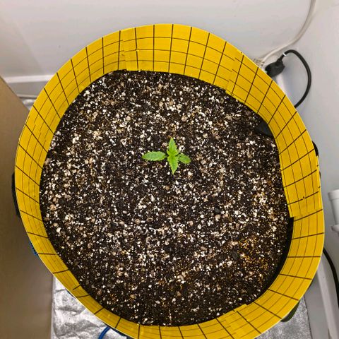 Planet of the Grapes RBX growlog photo: Block transplanted into the 50l fabric pot slightly deeper to bury half of the overburdened stem.

Watered with 2l room temp water with biosys 2 grams, pro roots 0.4ml, fulvic 4ml,neutralise 0.2ml and 10 million nematodes to eat those bastard gnat babies!

Evenly sprinkled 2 teaspoons of white clover seeds and 2 pinches of sweet alyssum seeds and misted with neutralised water.

Finally put up the great wall of grapetown that will have to stay up for 2 weeks to terminate all surviving gnats that make it out. 