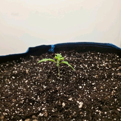 Planet of the Grapes RBX growlog photo: Block transplanted into the 50l fabric pot slightly deeper to bury half of the overburdened stem.

Watered with 2l room temp water with biosys 2 grams, pro roots 0.4ml, fulvic 4ml,neutralise 0.2ml and 10 million nematodes to eat those bastard gnat babies!

Evenly sprinkled 2 teaspoons of white clover seeds and 2 pinches of sweet alyssum seeds and misted with neutralised water.

Finally put up the great wall of grapetown that will have to stay up for 2 weeks to terminate all surviving gnats that make it out. 