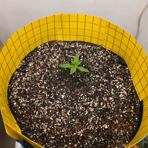 Planet of the Grapes RBX growlog photo: Humidity steady at 60%, temperature 25c day and 23c night.

I'm misting the clover and alyssum seeds a few times a day until they sprout which should be by Monday hopefully, first time using living soil and the cover crop always interested me.

Just watching and waiting, not alot to do. 