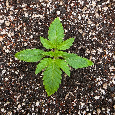 Planet of the Grapes RBX growlog photo: I see some little sprouts from my cover crop 🍀