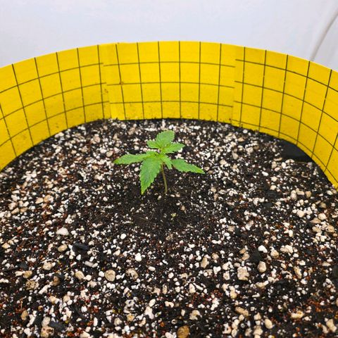Planet of the Grapes RBX growlog photo: I see some little sprouts from my cover crop 🍀