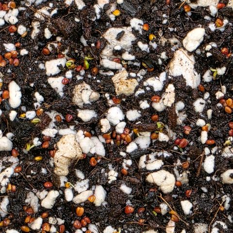 Planet of the Grapes RBX growlog photo: I see some little sprouts from my cover crop 🍀