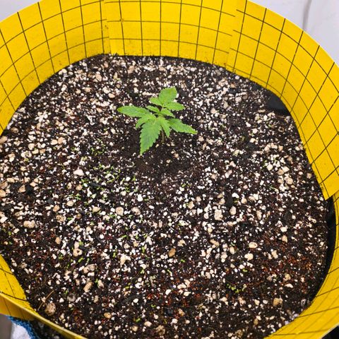 Planet of the Grapes RBX growlog photo: Had an explosion of clover sprouts overnight I'm sure the rest will be out by tomorrow as well 🍀