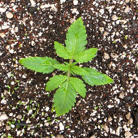 Planet of the Grapes RBX growlog photo: Had an explosion of clover sprouts overnight I'm sure the rest will be out by tomorrow as well 🍀