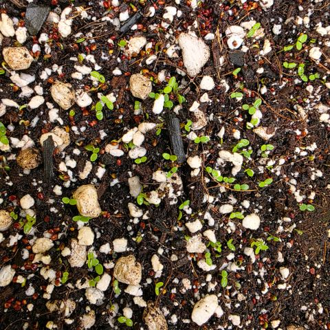 Planet of the Grapes RBX growlog photo: Had an explosion of clover sprouts overnight I'm sure the rest will be out by tomorrow as well 🍀