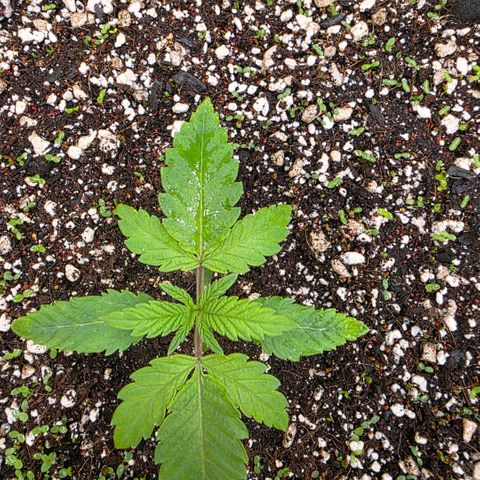 Planet of the Grapes RBX growlog photo: More little sprouts coming up 🍀I realised last night when I rotated the pot what a bad job I've done at putting the seedling in the middle, next time I'll use a ruler! 