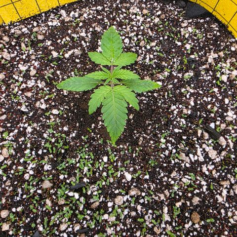 Planet of the Grapes RBX growlog photo: More little sprouts coming up 🍀I realised last night when I rotated the pot what a bad job I've done at putting the seedling in the middle, next time I'll use a ruler! 