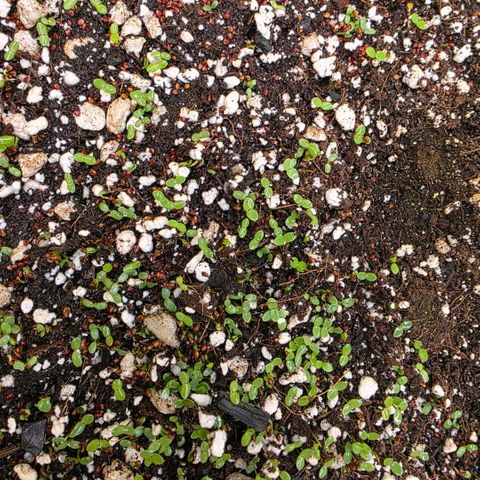 Planet of the Grapes RBX growlog photo: More little sprouts coming up 🍀I realised last night when I rotated the pot what a bad job I've done at putting the seedling in the middle, next time I'll use a ruler! 