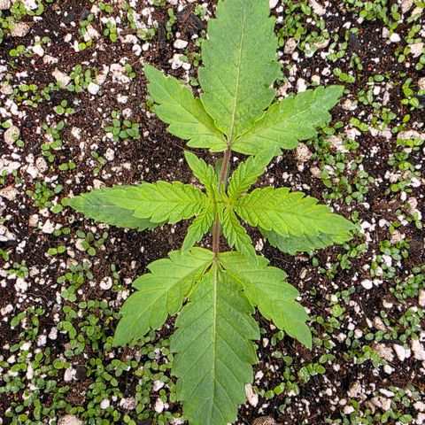 Planet of the Grapes RBX growlog photo: Starting to look like a little jungle 🍀