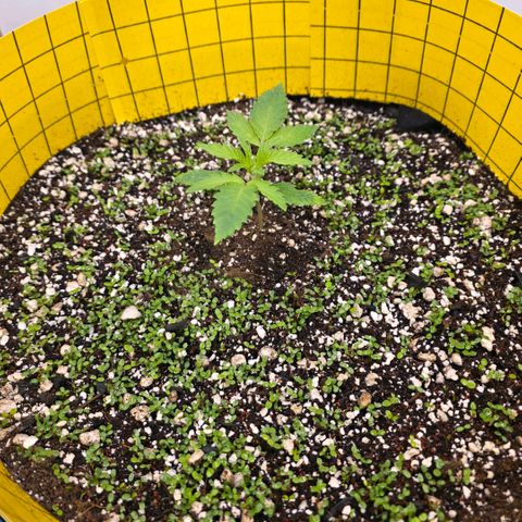 Planet of the Grapes RBX growlog photo: Starting to look like a little jungle 🍀