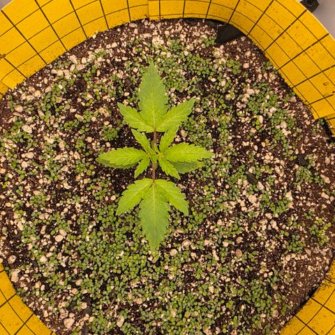 Planet of the Grapes RBX growlog timeline photo