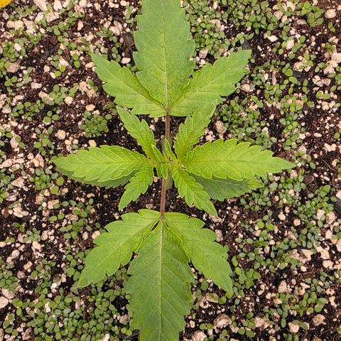Planet of the Grapes RBX growlog timeline photo