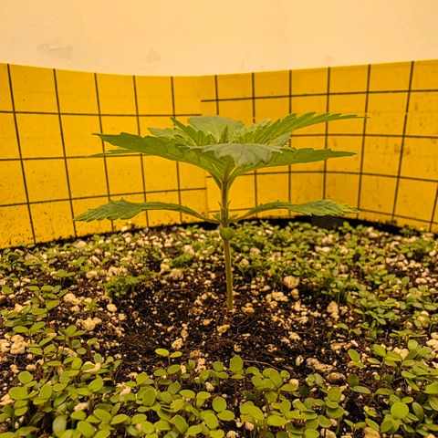 Planet of the Grapes RBX growlog timeline photo