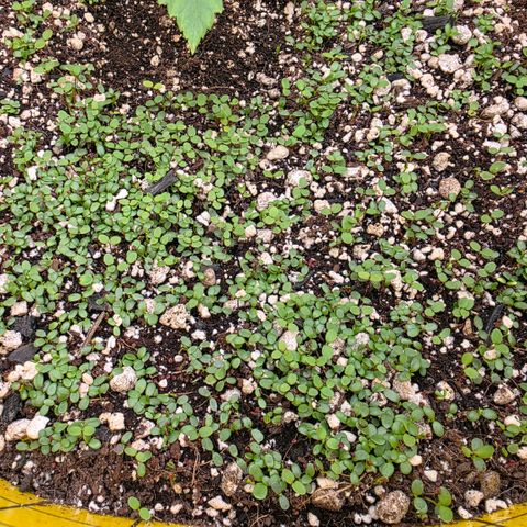 Planet of the Grapes RBX growlog timeline photo