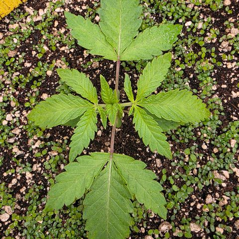 Planet of the Grapes RBX growlog timeline photo