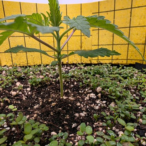 Planet of the Grapes RBX growlog timeline photo