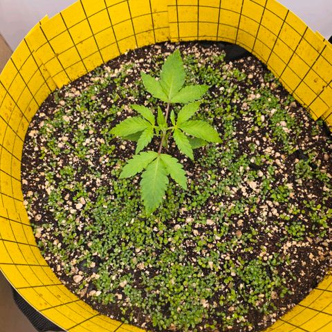 Planet of the Grapes RBX growlog timeline photo