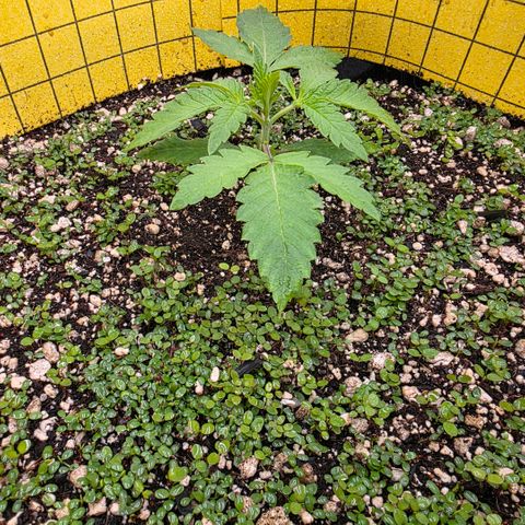 Planet of the Grapes RBX growlog timeline photo