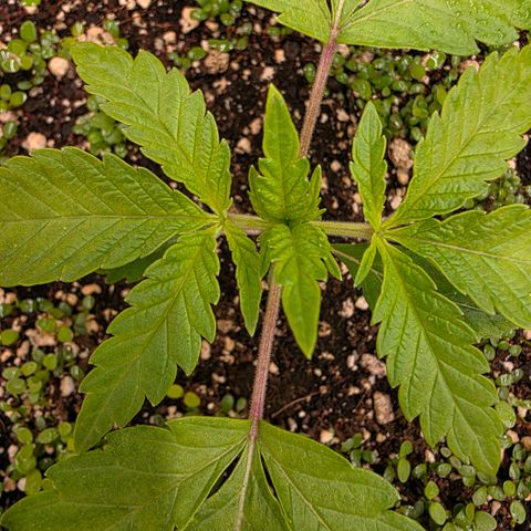 Planet of the Grapes RBX growlog timeline photo