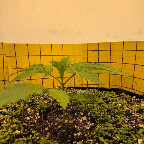 Planet of the Grapes RBX growlog photo: Plant is looking very happy and the clovers looking great, I'm not seeing any alyssum yet 🧐