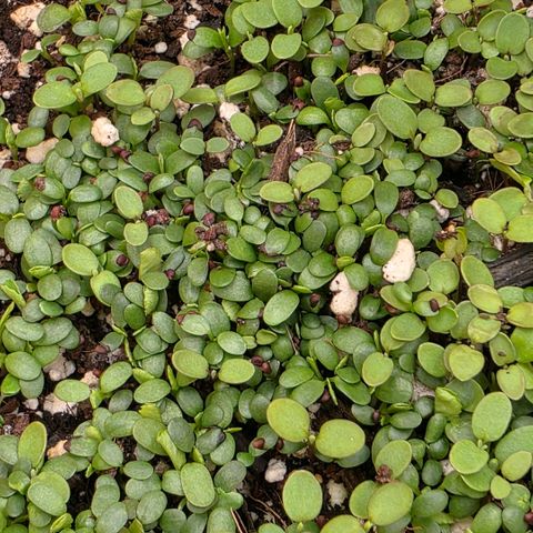 Planet of the Grapes RBX growlog photo: Plant is looking very happy and the clovers looking great, I'm not seeing any alyssum yet 🧐