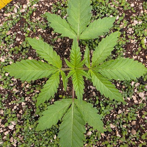 Planet of the Grapes RBX growlog photo: Plant is looking very happy and the clovers looking great, I'm not seeing any alyssum yet 🧐