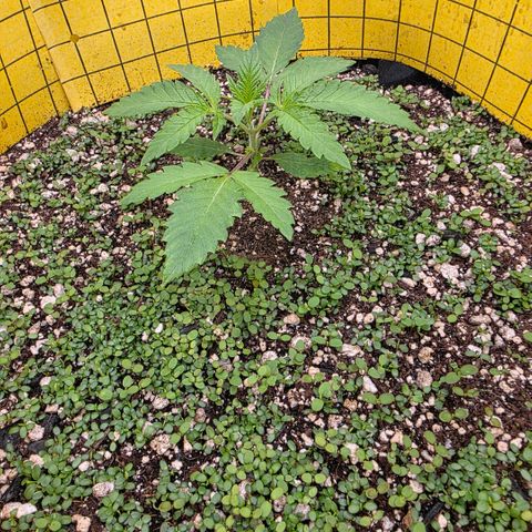 Planet of the Grapes RBX growlog photo: Plant is looking very happy and the clovers looking great, I'm not seeing any alyssum yet 🧐