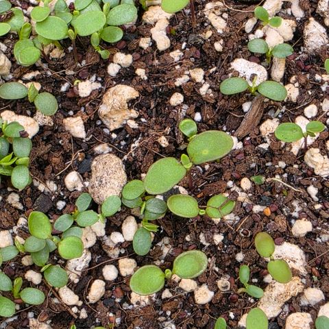 Planet of the Grapes RBX growlog photo: Plant is looking very happy and the clovers looking great, I'm not seeing any alyssum yet 🧐