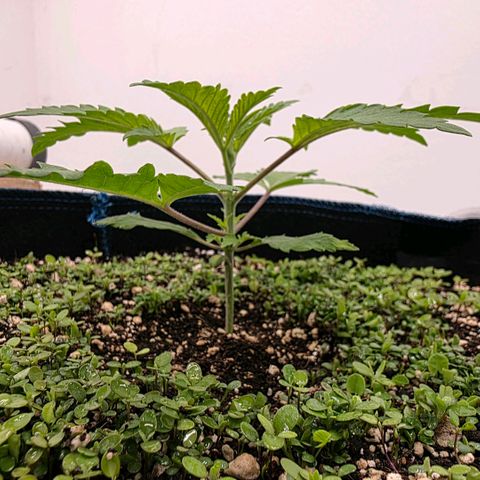 Planet of the Grapes RBX growlog photo: Growth is accelerating rapidly 💪