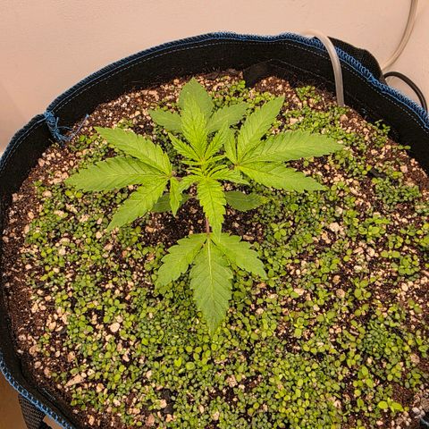 Planet of the Grapes RBX growlog photo: Growth is accelerating rapidly 💪