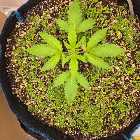 Planet of the Grapes RBX growlog photo: Growth is accelerating rapidly 💪