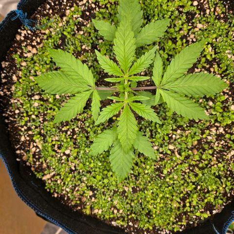 Planet of the Grapes RBX growlog timeline photo