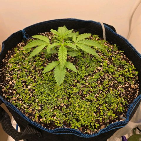 Planet of the Grapes RBX growlog timeline photo