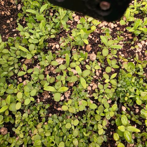 Planet of the Grapes RBX growlog photo: Think I'm seeing some alyssum sprouts 🧐 plant is looking very healthy at 400ppfd and 1.0-1.2vpd.

Activated the air dome pumping 4l and min through the 50l pot, it's very loud, I'm gonna suspend it somehow. 