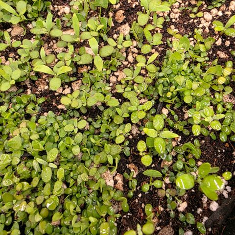 Planet of the Grapes RBX growlog photo: Think I'm seeing some alyssum sprouts 🧐 plant is looking very healthy at 400ppfd and 1.0-1.2vpd.

Activated the air dome pumping 4l and min through the 50l pot, it's very loud, I'm gonna suspend it somehow. 
