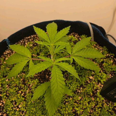 Planet of the Grapes RBX growlog photo: Think I'm seeing some alyssum sprouts 🧐 plant is looking very healthy at 400ppfd and 1.0-1.2vpd.

Activated the air dome pumping 4l and min through the 50l pot, it's very loud, I'm gonna suspend it somehow. 