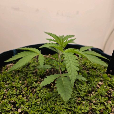 Planet of the Grapes RBX growlog photo: Think I'm seeing some alyssum sprouts 🧐 plant is looking very healthy at 400ppfd and 1.0-1.2vpd.

Activated the air dome pumping 4l and min through the 50l pot, it's very loud, I'm gonna suspend it somehow. 