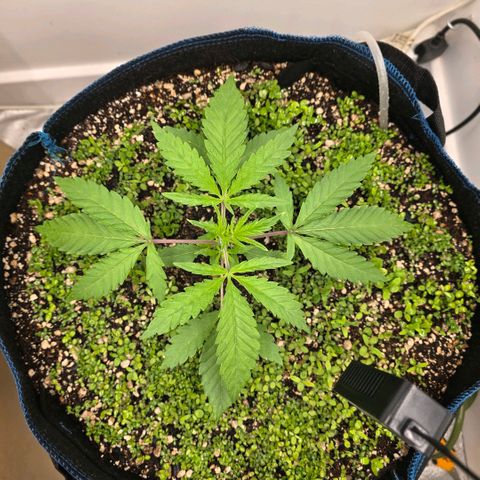 Planet of the Grapes RBX growlog photo: Think I'm seeing some alyssum sprouts 🧐 plant is looking very healthy at 400ppfd and 1.0-1.2vpd.

Activated the air dome pumping 4l and min through the 50l pot, it's very loud, I'm gonna suspend it somehow. 