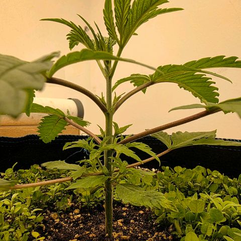 Planet of the Grapes RBX growlog photo: Time to top ✂️gonna keep nodes 3 and 4 and remove everything else as soon as my watering can spout is finished printing. 