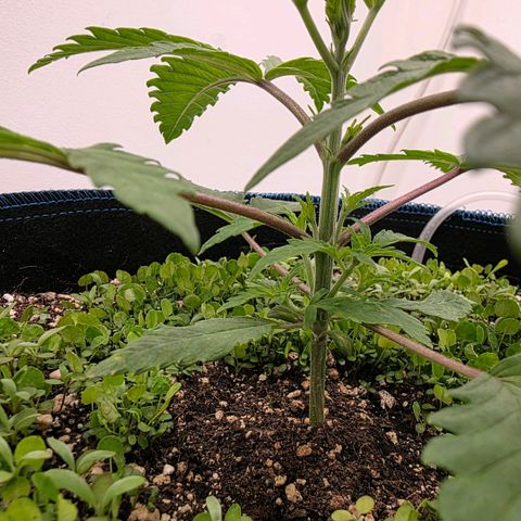 Planet of the Grapes RBX growlog photo: Time to top ✂️gonna keep nodes 3 and 4 and remove everything else as soon as my watering can spout is finished printing. 